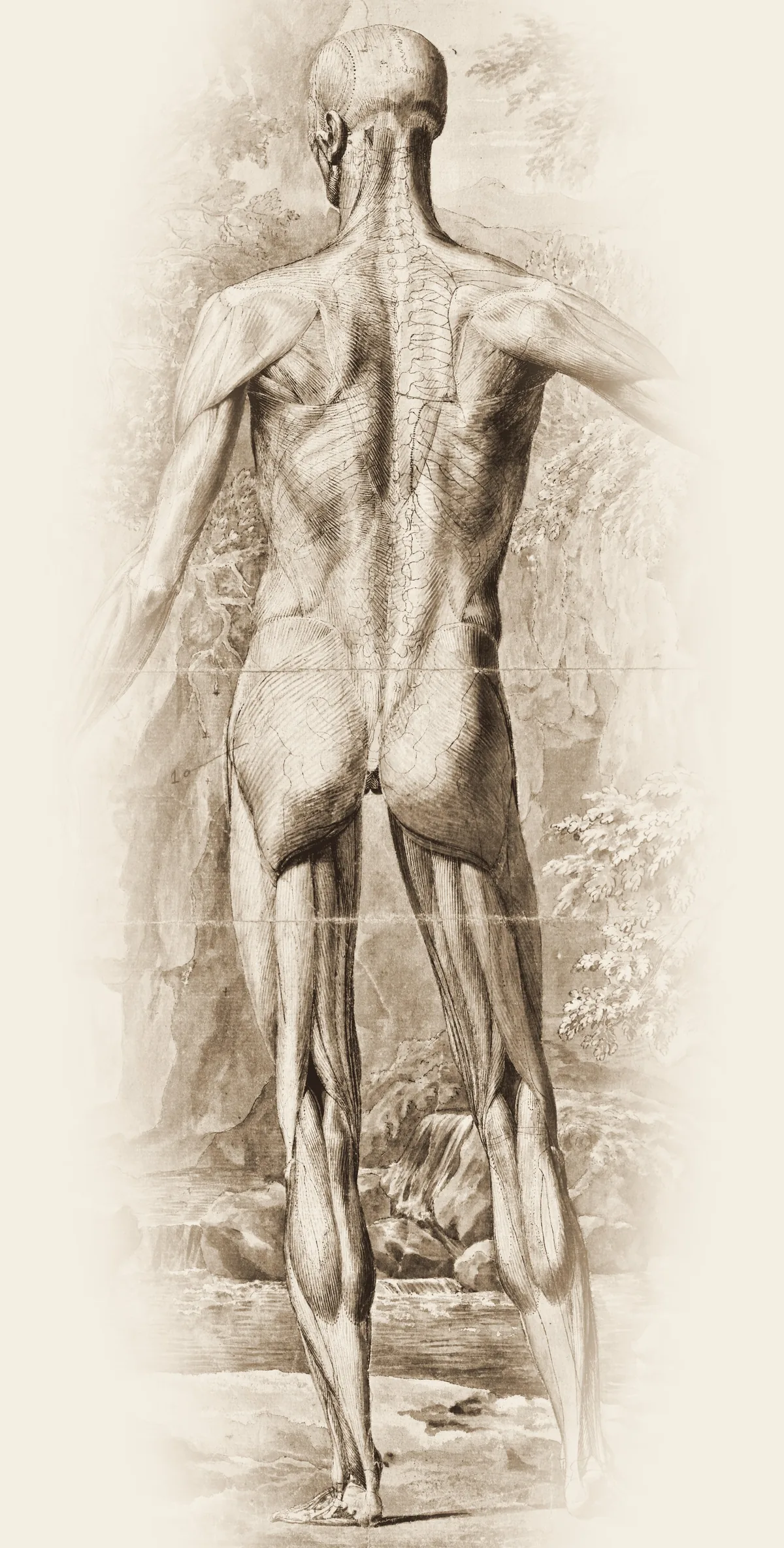 Tavola anatomica dei muscoli della schiena vista da dietro, incisione del Settecento